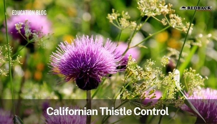 Thistle Control Blog highlighted